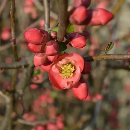 Lady Cocca Oda ve Kahvaltı Savio di Ravenna