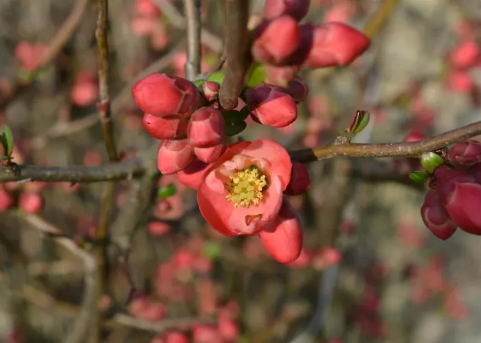 Lady Cocca Oda ve Kahvaltı Savio di Ravenna