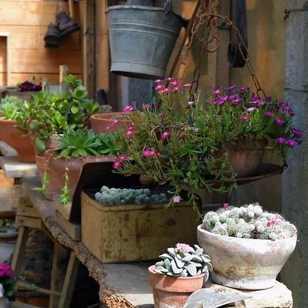 Lady Cocca 萨维奥迪拉韦纳