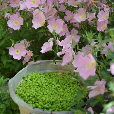 Lady Cocca Bed and breakfast *