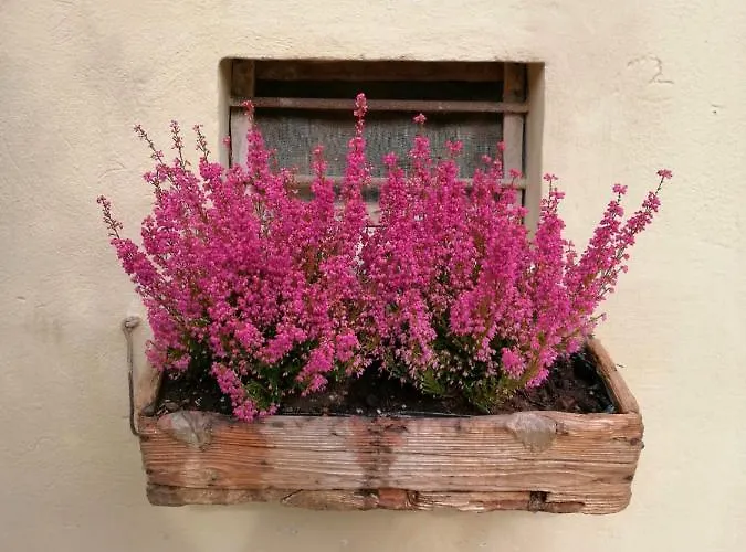 Lady Cocca Bed & Breakfast Savio di Ravenna