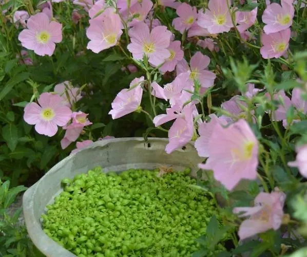 Lady Cocca فندق مبيت وإفطار 3*